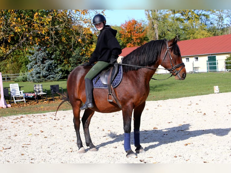 Warmblood pesado Mestizo Caballo castrado 10 años 168 cm Castaño in Wallern im Burgenland