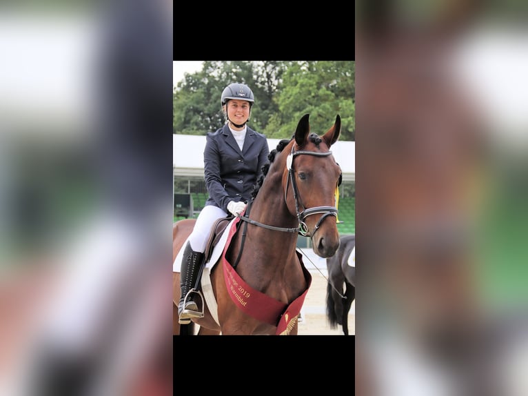Warmblood pesado Caballo castrado 10 años 172 cm Castaño in Herzberg