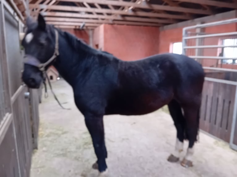 Warmblood pesado Caballo castrado 10 años 175 cm Negro in Bad Iburg
