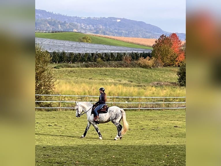 Warmblood pesado Caballo castrado 11 años 163 cm Tordo rodado in Frickingen