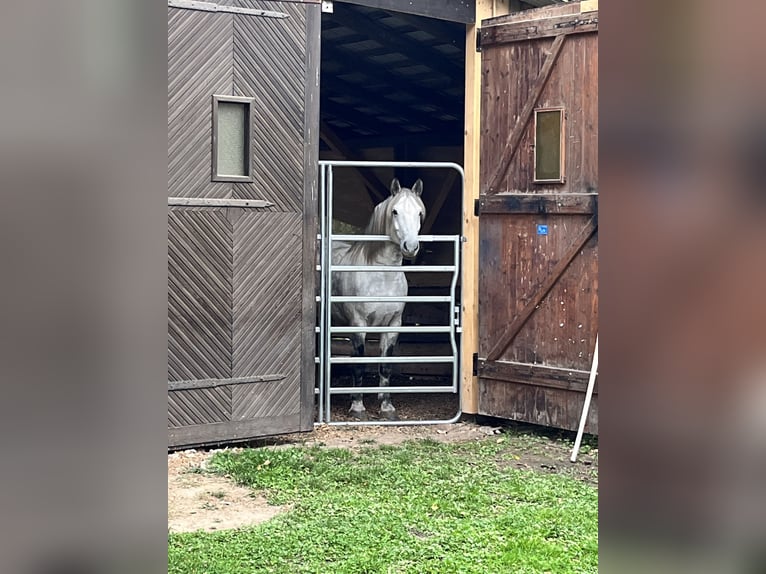 Warmblood pesado Caballo castrado 11 años 163 cm Tordo rodado in Frickingen