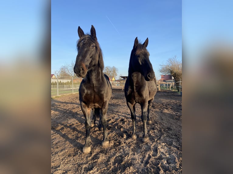 Warmblood pesado Caballo castrado 11 años 165 cm Negro in Altlandsberg