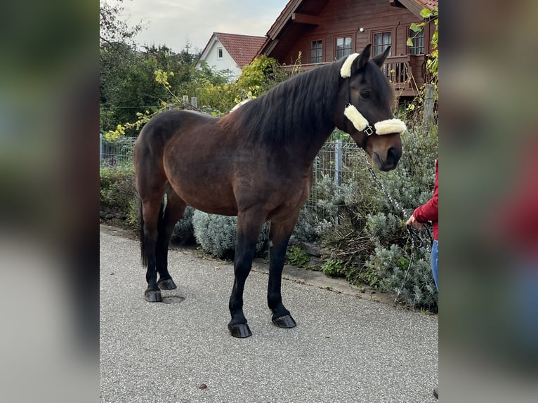 Warmblood pesado Mestizo Caballo castrado 12 años 167 cm Castaño oscuro in Bretten