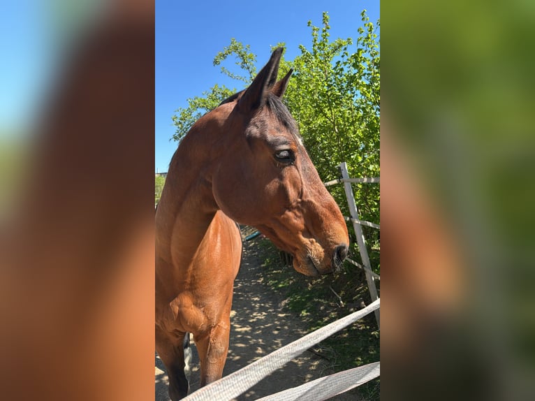 Warmblood pesado Caballo castrado 12 años 168 cm  in Bischheim