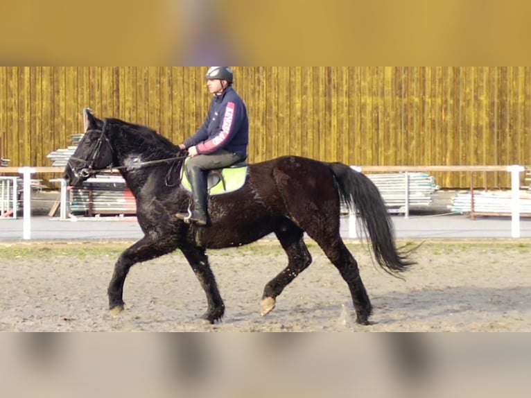 Warmblood pesado Caballo castrado 12 años 175 cm Negro in Kamenz