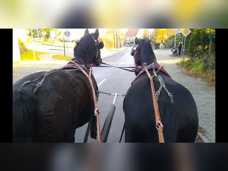 Warmblood pesado Caballo castrado 12 años 175 cm Negro in Kamenz