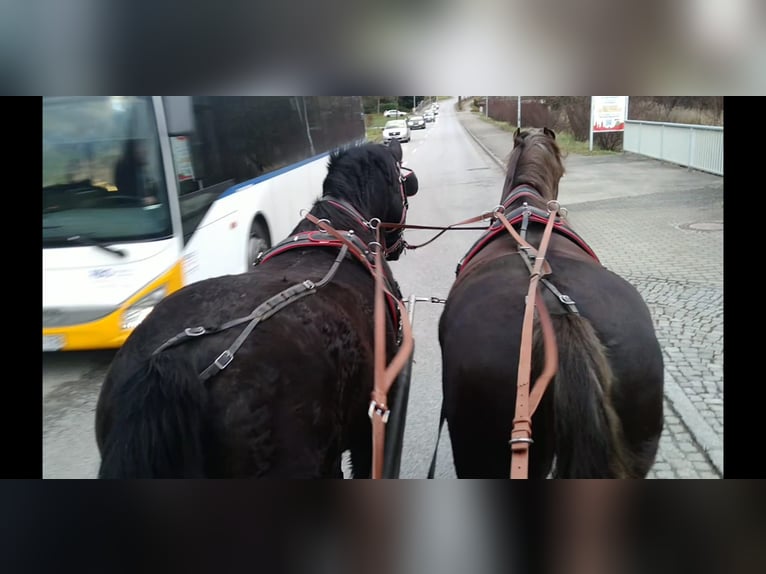 Warmblood pesado Caballo castrado 12 años 175 cm Negro in Kamenz