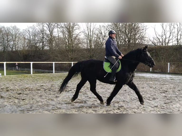 Warmblood pesado Caballo castrado 12 años 175 cm Negro in Kamenz