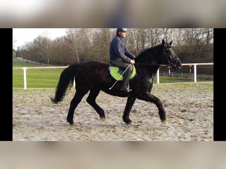 Warmblood pesado Caballo castrado 12 años 175 cm Negro in Kamenz