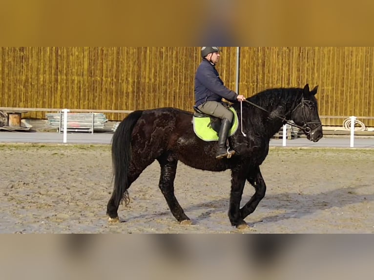 Warmblood pesado Caballo castrado 12 años 175 cm Negro in Kamenz