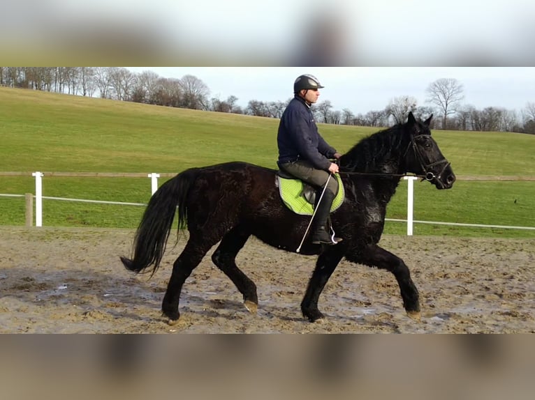 Warmblood pesado Caballo castrado 12 años 175 cm Negro in Kamenz