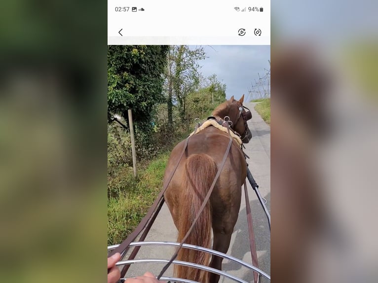 Warmblood pesado Mestizo Caballo castrado 13 años 155 cm Alazán-tostado in Tettnang