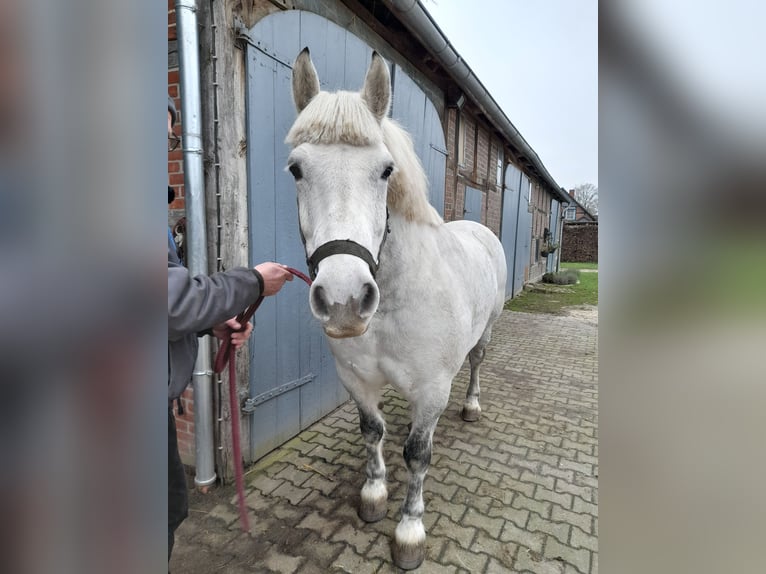 Warmblood pesado Caballo castrado 13 años 158 cm Tordo in Wustrow