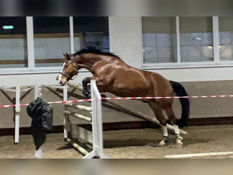 Warmblood pesado Caballo castrado 13 años 172 cm Castaño in Düsseldorf