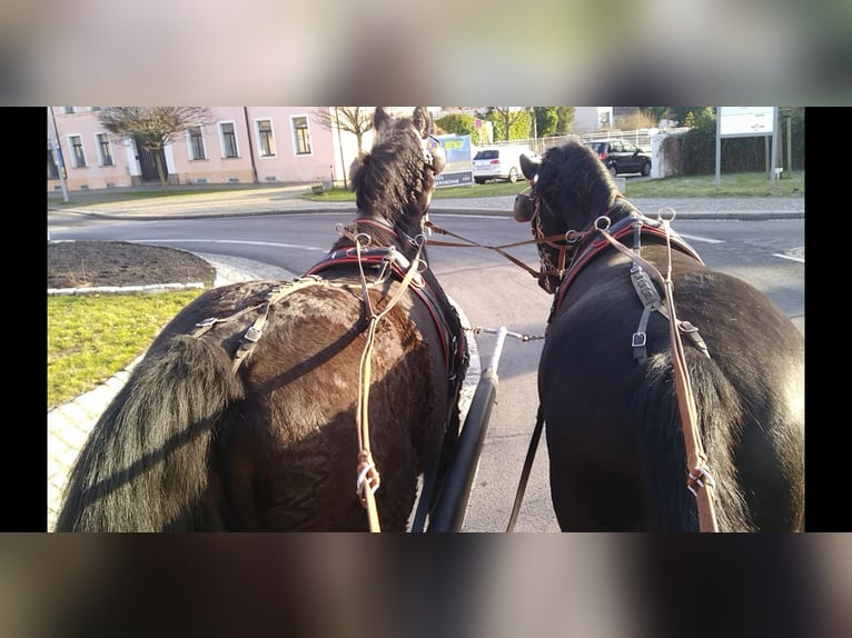 Warmblood pesado Caballo castrado 13 años 174 cm Negro in Kamenz