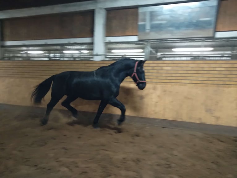 Warmblood pesado Caballo castrado 13 años 174 cm Negro in Kamenz