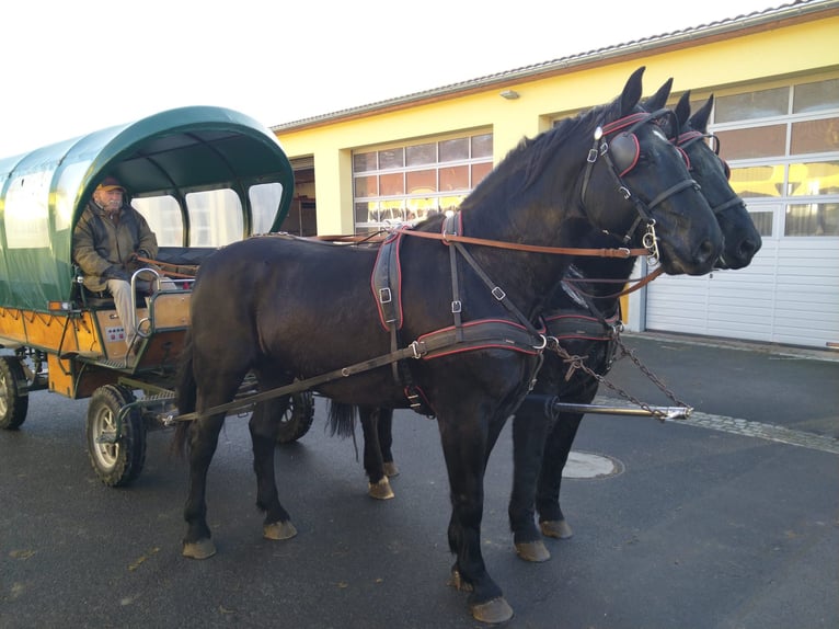 Warmblood pesado Caballo castrado 13 años 174 cm Negro in Kamenz