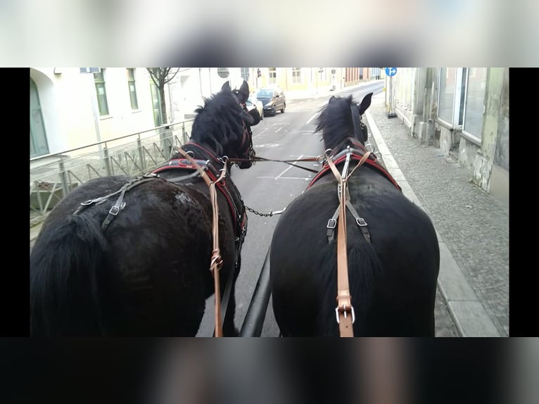 Warmblood pesado Caballo castrado 13 años 174 cm Negro in Kamenz