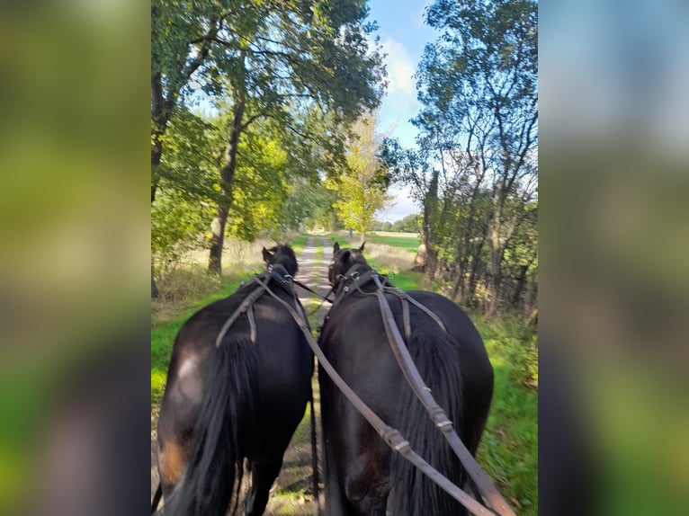 Warmblood pesado Caballo castrado 14 años 172 cm Negro in Apenburg-Winterfeld