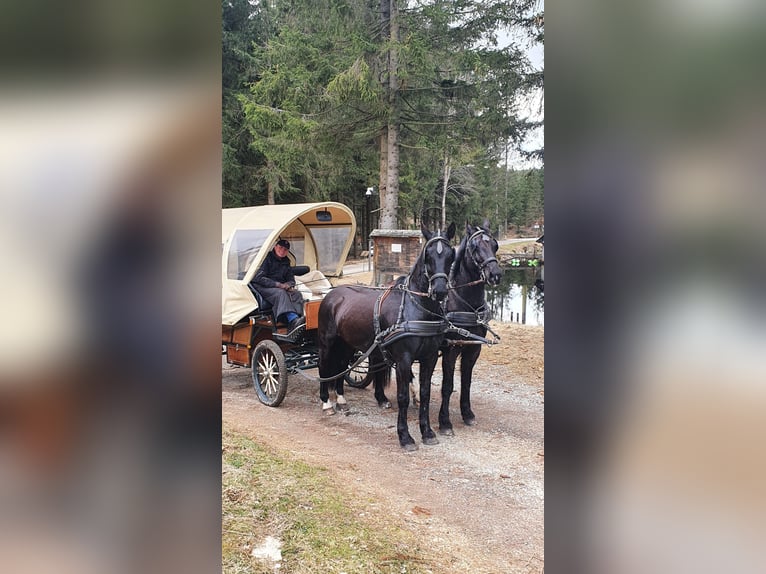 Warmblood pesado Caballo castrado 15 años 168 cm Castaño oscuro in Ottenschlag