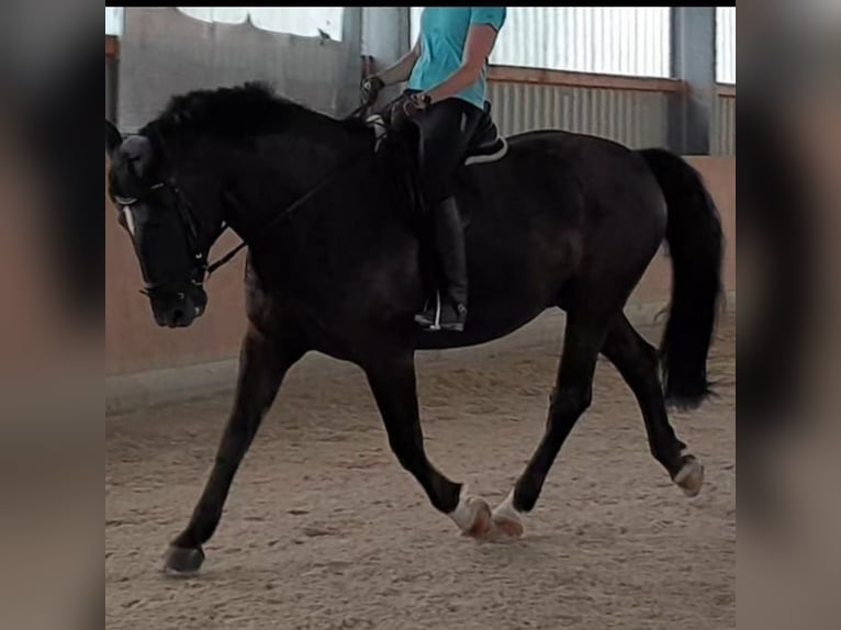 Warmblood pesado Caballo castrado 15 años 175 cm Negro in Wolfenbüttel