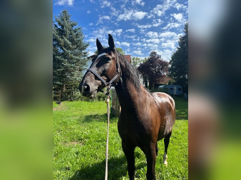 Warmblood pesado Caballo castrado 16 años 170 cm Negro in Hohenroda