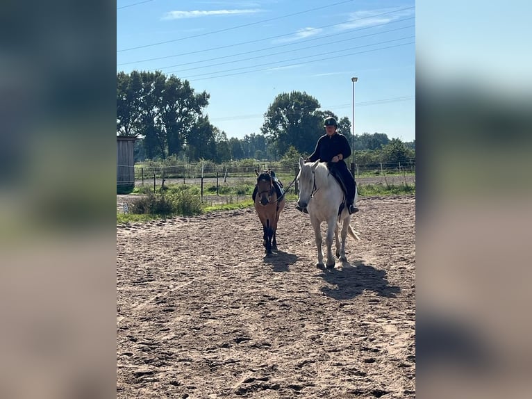 Warmblood pesado Caballo castrado 17 años 164 cm Tordo in Neustadt am Rübenberge