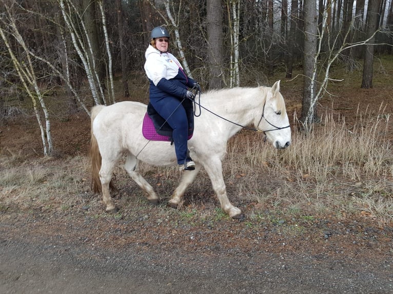 Warmblood pesado Caballo castrado 17 años 164 cm Tordo in Neustadt am Rübenberge