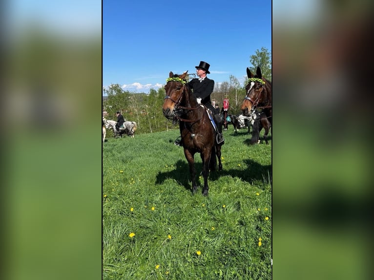 Warmblood pesado Caballo castrado 18 años 170 cm Castaño in Görlitz
