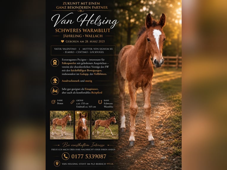 Warmblood pesado Caballo castrado 1 año 155 cm Castaño in Bad Sulza