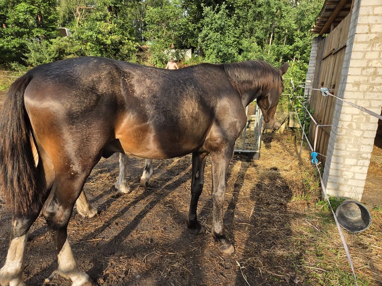 Warmblood pesado Caballo castrado 1 año 168 cm Castaño oscuro in Drieschnitz-Kahsel