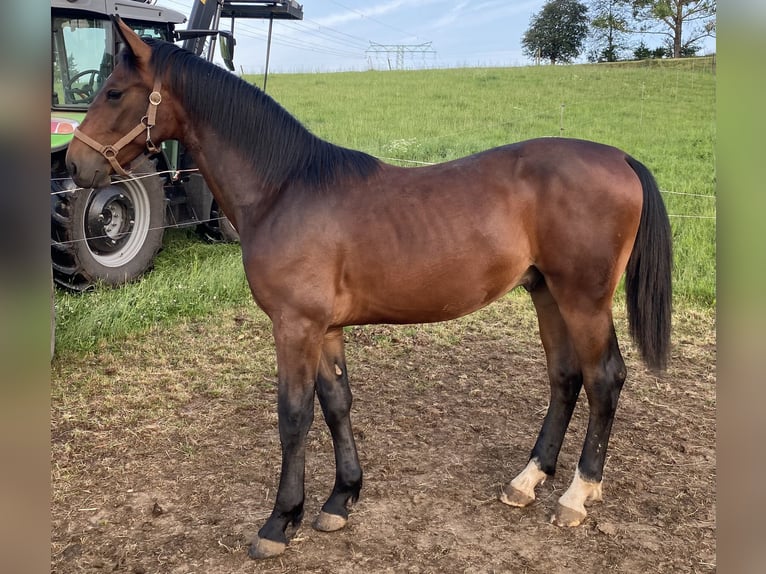 Warmblood pesado Caballo castrado 1 año Castaño in Werdau