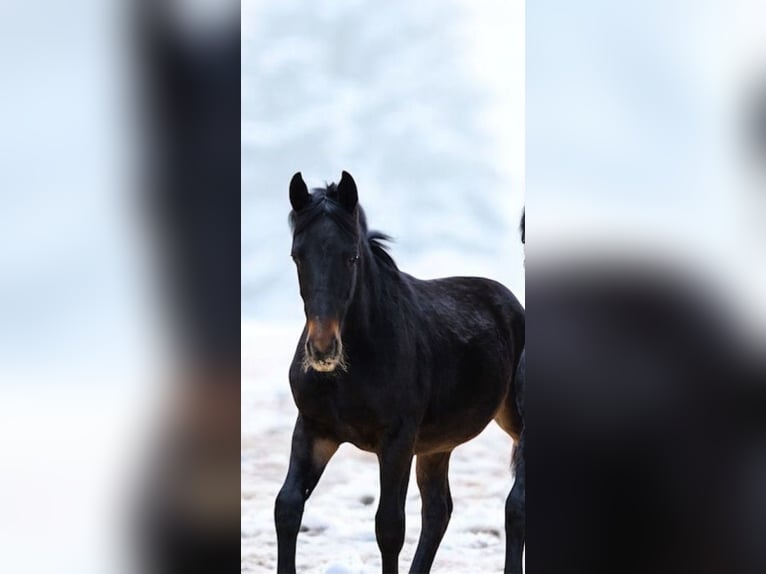 Warmblood pesado Caballo castrado 1 año Castaño oscuro in Schorndorf