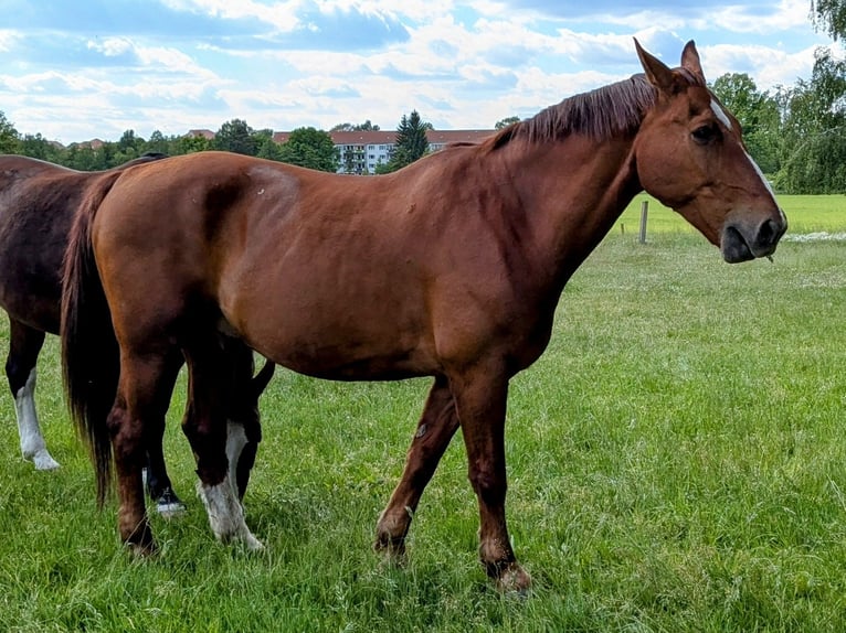 Warmblood pesado Caballo castrado 20 años 165 cm Alazán in Kamenz