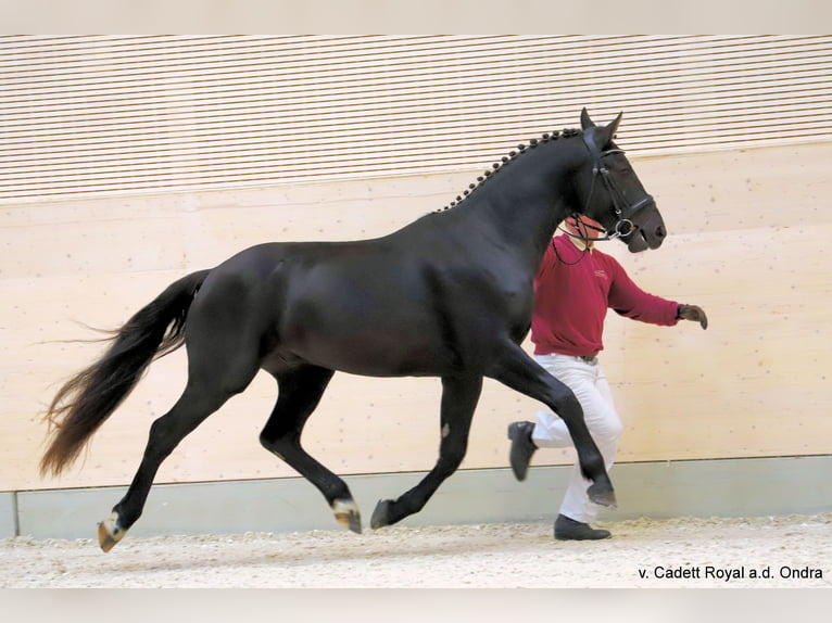 Warmblood pesado Caballo castrado 2 años 162 cm Negro in Panschwitz-Kuckau