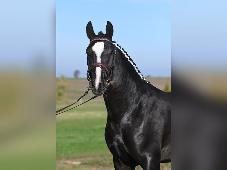 Warmblood pesado Caballo castrado 2 años 162 cm Negro in Am Ettersberg