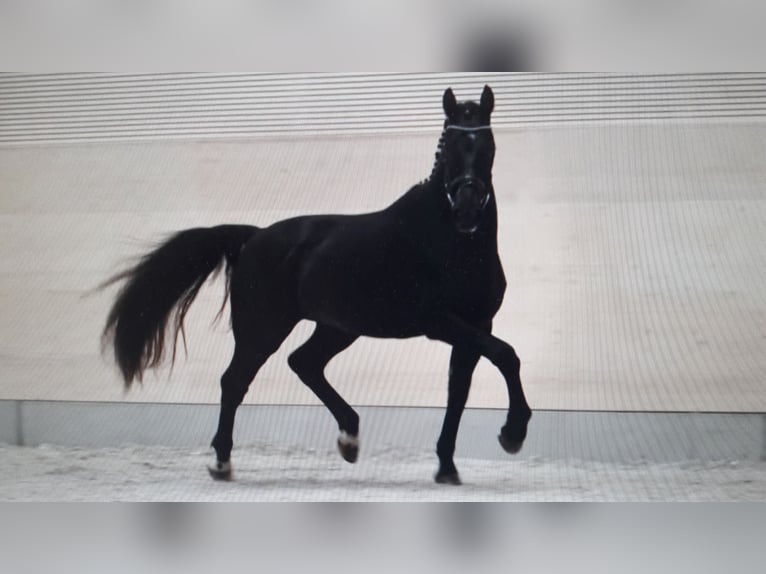 Warmblood pesado Caballo castrado 2 años 163 cm Negro in Panschwitz-Kuckau
