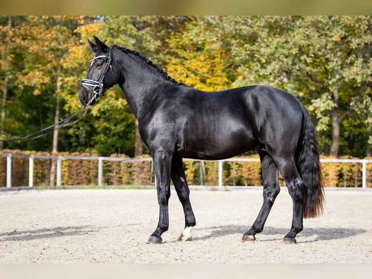 Warmblood pesado Caballo castrado 2 años 163 cm Negro in Döbeln