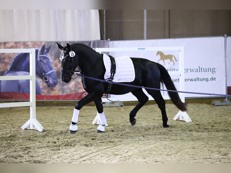 Warmblood pesado Caballo castrado 2 años 164 cm Negro in Ostrau