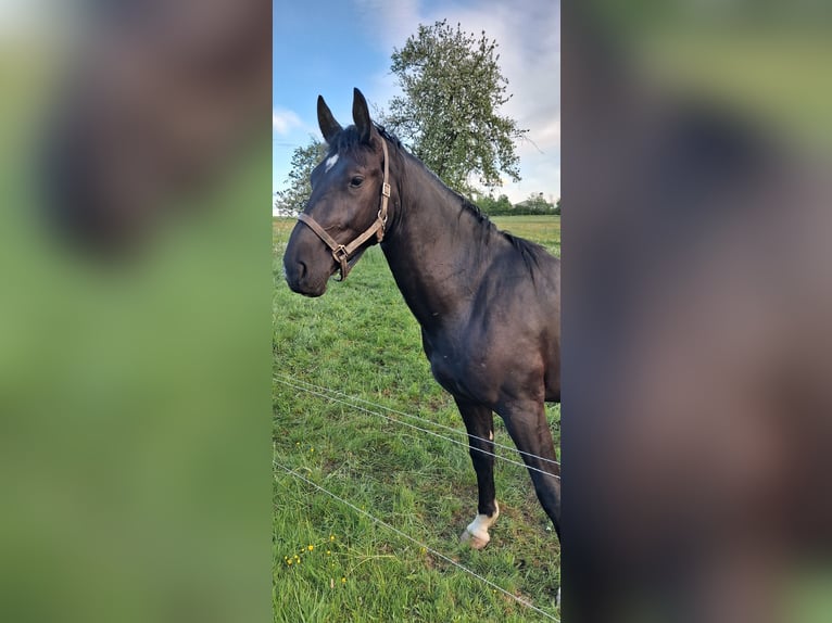 Warmblood pesado Caballo castrado 2 años 166 cm Negro in Oederan