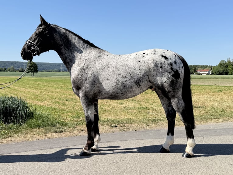 Warmblood pesado Mestizo Caballo castrado 3 años 160 cm Atigrado/Moteado in Riedlingen