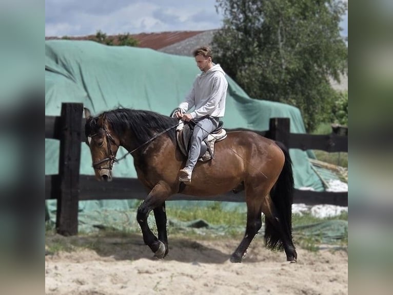Warmblood pesado Mestizo Caballo castrado 3 años 160 cm Castaño in Görlitz