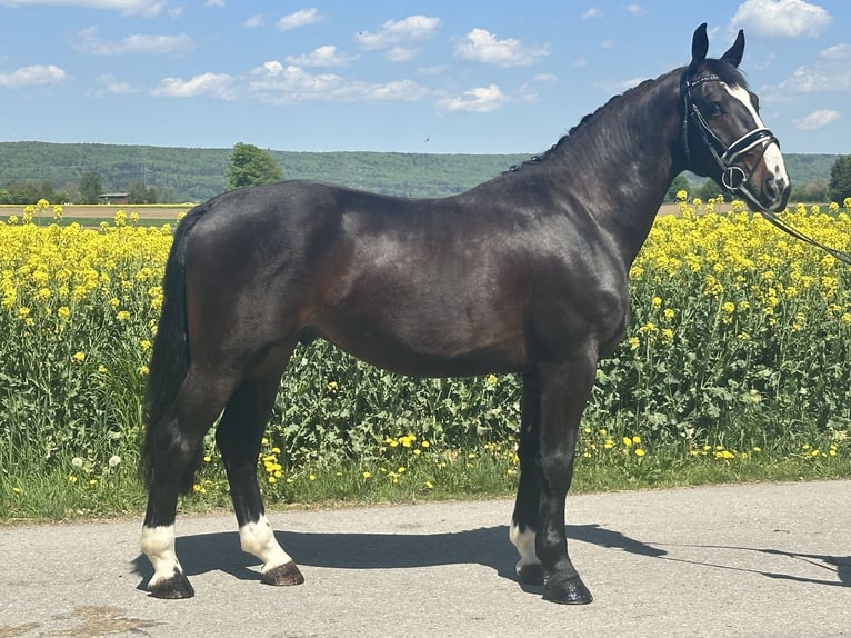 Warmblood pesado Caballo castrado 3 años 160 cm Castaño oscuro in Riedlingen