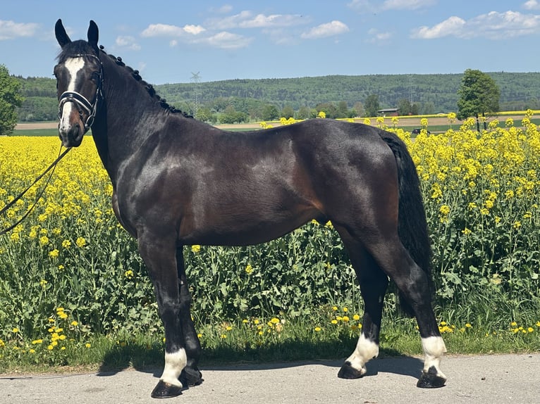 Warmblood pesado Caballo castrado 3 años 160 cm Castaño oscuro in Riedlingen