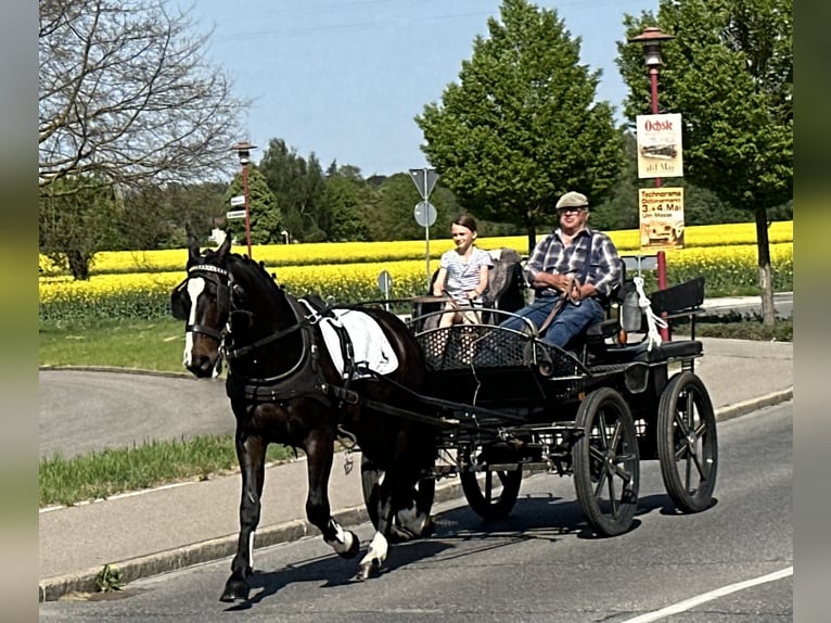 Warmblood pesado Caballo castrado 3 años 160 cm Castaño oscuro in Riedlingen