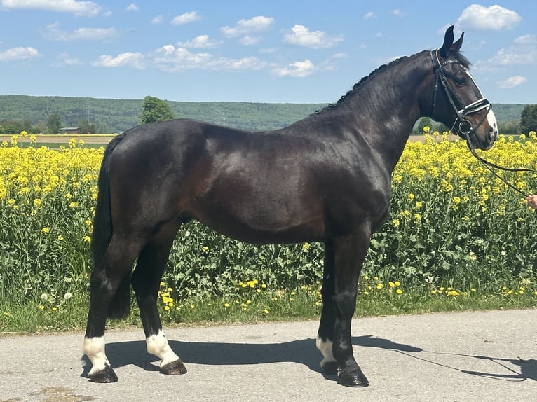 Warmblood pesado Caballo castrado 3 años 160 cm Castaño oscuro in Riedlingen