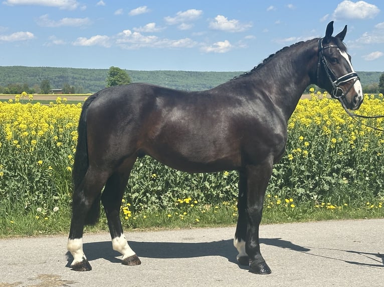 Warmblood pesado Caballo castrado 3 años 160 cm Castaño oscuro in Riedlingen