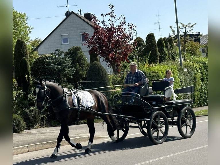 Warmblood pesado Caballo castrado 3 años 160 cm Castaño oscuro in Riedlingen