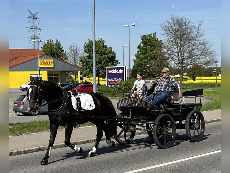 Warmblood pesado Caballo castrado 3 años 160 cm Castaño oscuro in Riedlingen