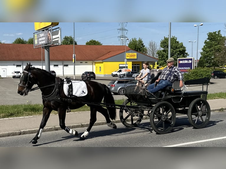 Warmblood pesado Caballo castrado 3 años 160 cm Castaño oscuro in Riedlingen